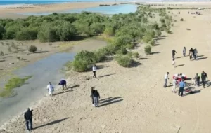 کاشت 5 هزار نهال حرا توسط پتروشیمی سبلان