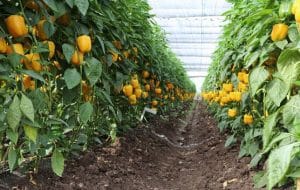 خطر کاهش تولید در کمین محصولات گلخانه‌ای