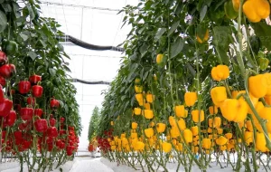 سوخت موتور توسعه بخش‌های کشاورزی را تقویت کنید