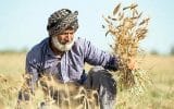 کشاورزی؛ قربانی ردیف اول سوءحکمرانی