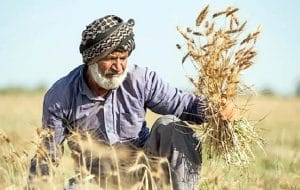 کشاورزی؛ قربانی ردیف اول سوءحکمرانی