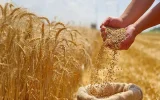معاون وزیر جهاد: بهای گندم تحویلی در کوتاه‌ترین زمان ممکن پرداخت شود