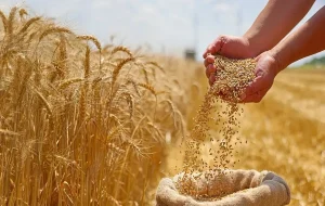 معاون وزیر جهاد: بهای گندم تحویلی در کوتاه‌ترین زمان ممکن پرداخت شود